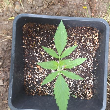 Guerilla Grow 2026 - spot # 2