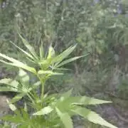 Guerilla Grow 2026 - spot # 3