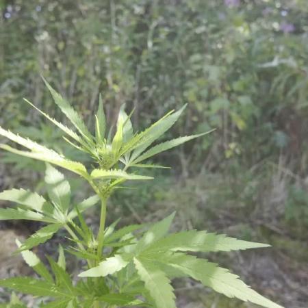 Guerilla Grow 2026 - spot # 3