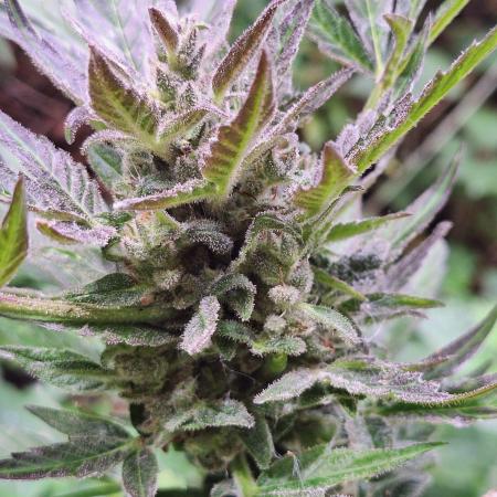 Guerilla Grow 2026 - spot # 2