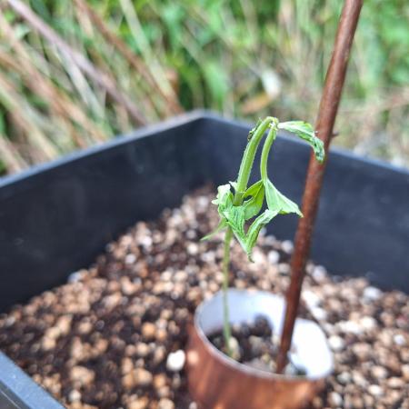 Guerilla Grow 2026 - spot # 3