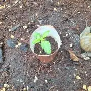 Guerilla Grow 2026