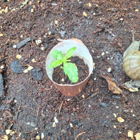 Guerilla Grow 2026