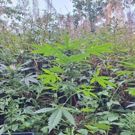 Guerilla Grow 2026 - spot # 2