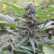 Guerilla Grow 2026 - spot # 1