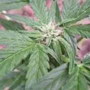 Guerilla Grow 2026 - spot # 2