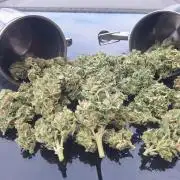 Guerilla Grow 2026 - spot # 1