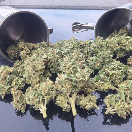 Guerilla Grow 2026 - spot # 1