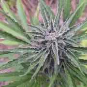 Guerilla Grow 2026 - spot # 3