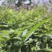 Guerilla Grow 2026 - spot # 1