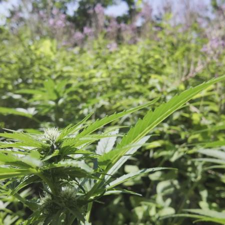 Guerilla Grow 2026 - spot # 1