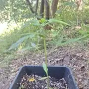 Guerilla Grow 2026 - spot # 2
