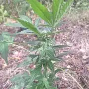 Guerilla Grow 2026 - spot # 2