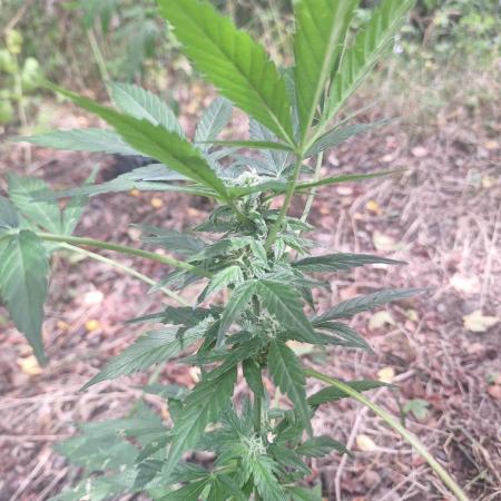 Guerilla Grow 2026 - spot # 2