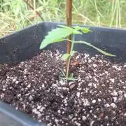 Guerilla Grow 2026 - spot # 3