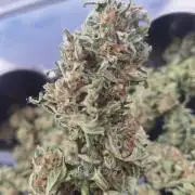 Guerilla Grow 2026 - spot # 1