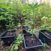 Guerilla Grow 2026 - spot # 1