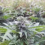 Guerilla Grow 2026 - spot # 1