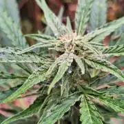 Guerilla Grow 2026 - spot # 3
