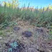 Guerilla Grow 2026 - spot # 3