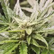 Guerilla Grow 2026 - spot # 2