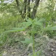 Guerilla Grow 2026 - spot # 2