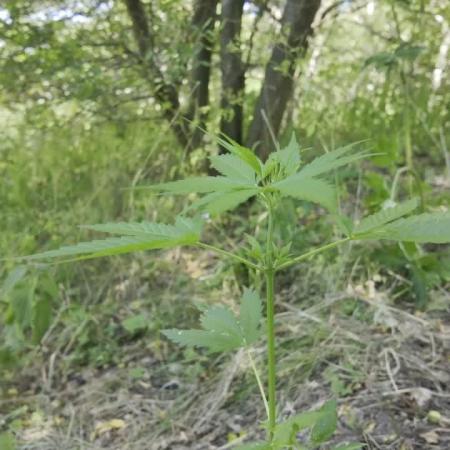 Guerilla Grow 2026 - spot # 2
