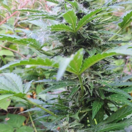 Guerilla Grow 2026 - spot # 1