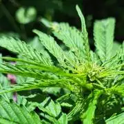 Guerilla Grow 2026 - spot # 1