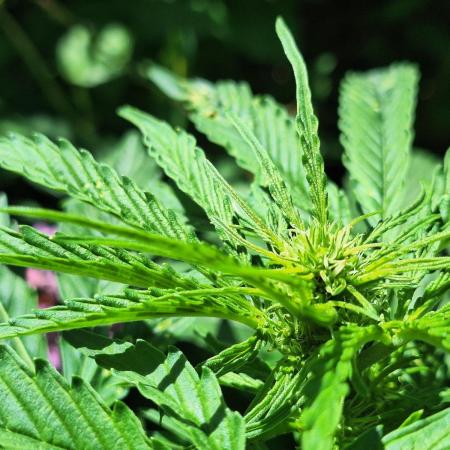 Guerilla Grow 2026 - spot # 1