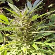 Guerilla Grow 2026 - spot # 2