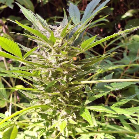 Guerilla Grow 2026 - spot # 2