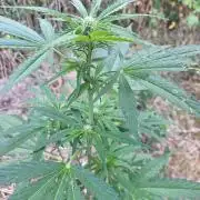 Guerilla Grow 2026 - spot # 3