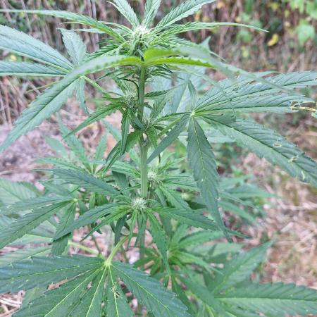 Guerilla Grow 2026 - spot # 3