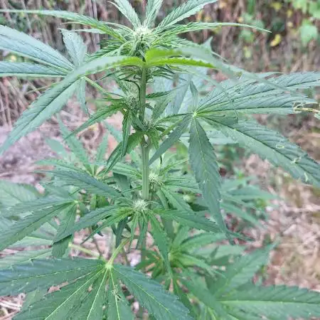 Guerilla Grow 2026 - spot # 3
