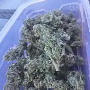 Guerilla Grow 2026 - spot # 3