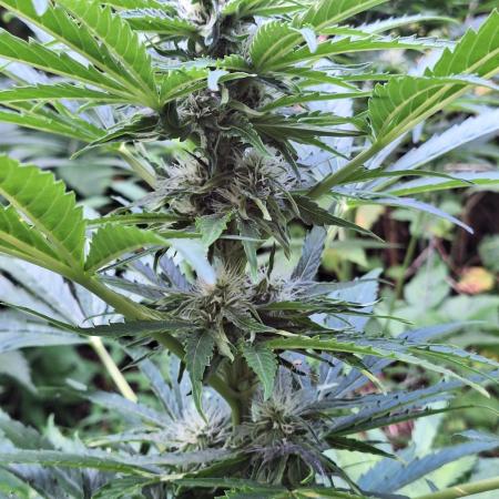 Guerilla Grow 2026 - spot # 1