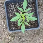 Guerilla Grow 2026 - spot # 2