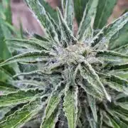 Guerilla Grow 2026 - spot # 3