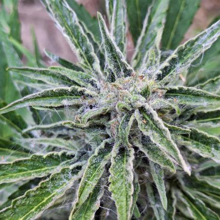 Guerilla Grow 2026 - spot # 3