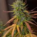 Solo cup Auto banana blaze