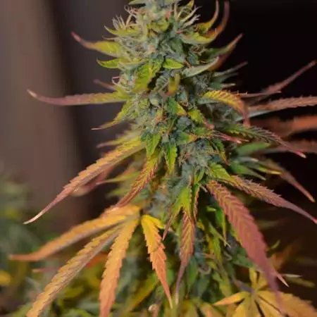 Solo cup Auto banana blaze