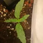 First grow ever - ANTONIA