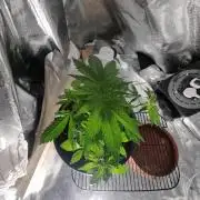 Apple betty auto