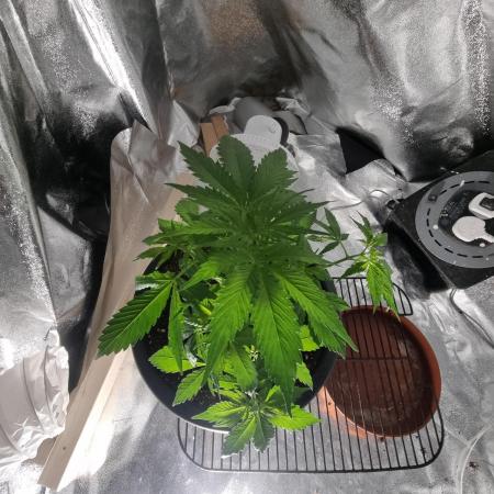 Apple betty auto