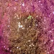 Mighty Dwarf Auto