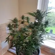 Apple betty auto