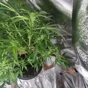 Orange buddy auto