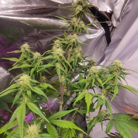 Skywalker og runtz xl auto