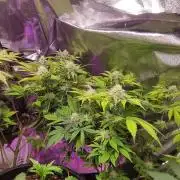 Og kush auto